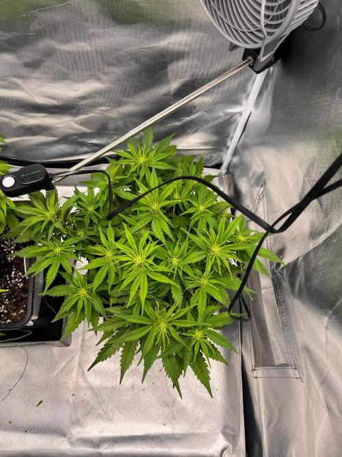 Auto Pineapple Glue. Week 7