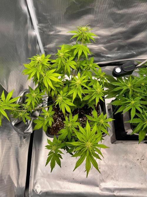 Auto Pineapple Glue. Week 7