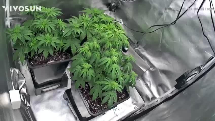 Auto Pineapple Glue