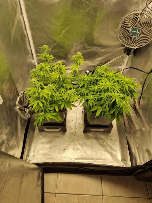 Auto Pineapple Glue. Week 8