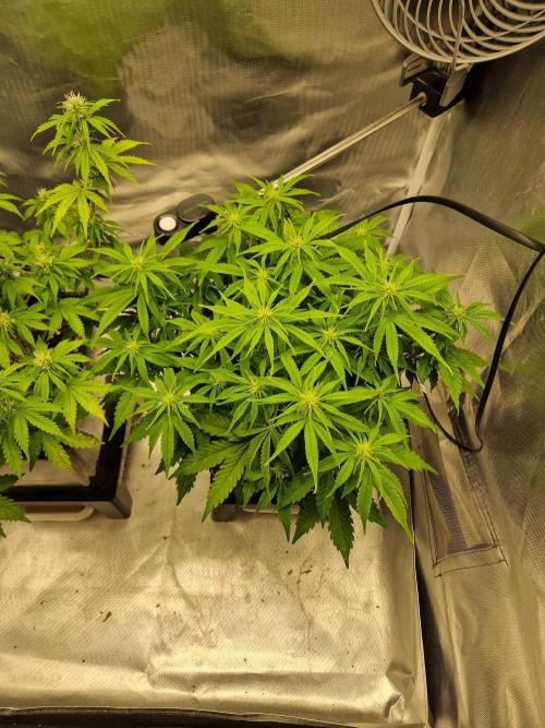 Auto Pineapple Glue. Week 8