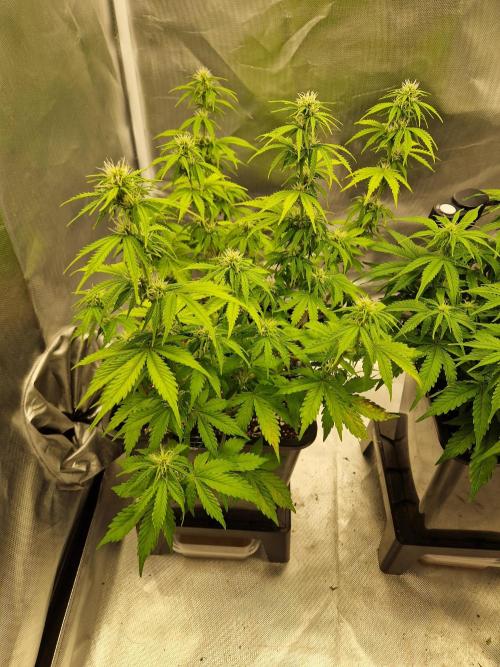 Auto Pineapple Glue. Week 8