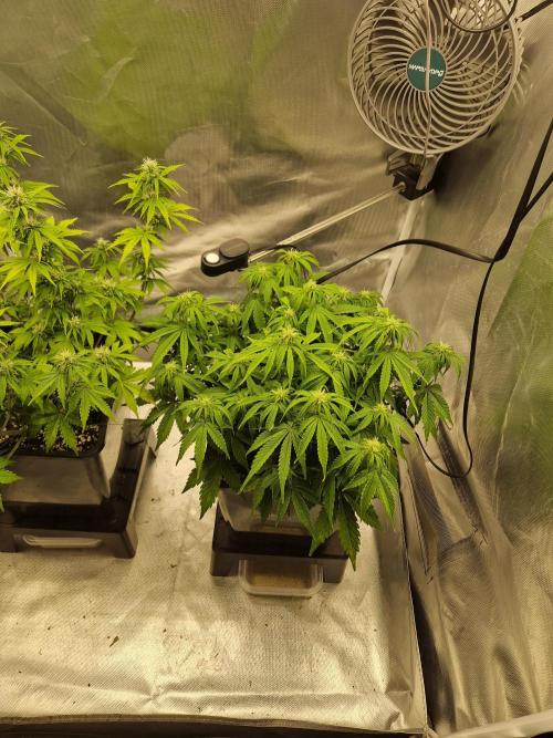 Auto Pineapple Glue. Week 8