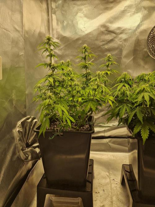 Auto Pineapple Glue. Week 8