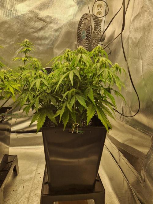 Auto Pineapple Glue. Week 8