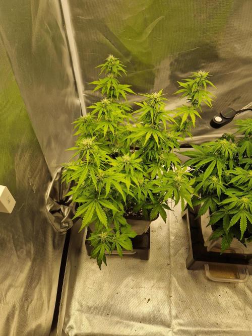 Auto Pineapple Glue. Week 8