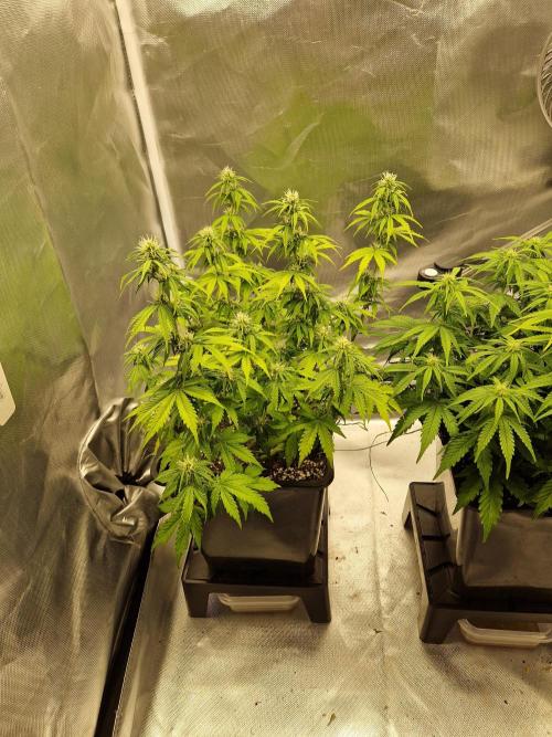 Auto Pineapple Glue. Week 8