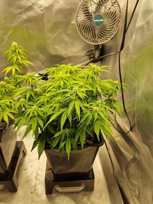 Auto Pineapple Glue. Week 8