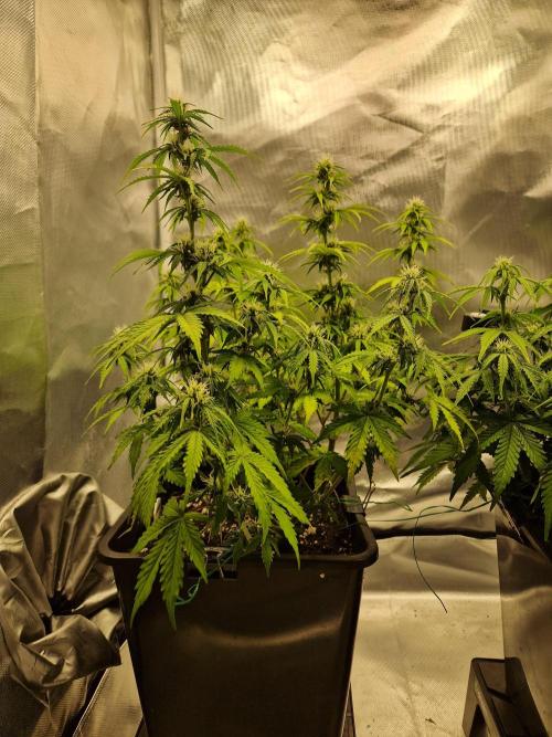 Auto Pineapple Glue. Week 8