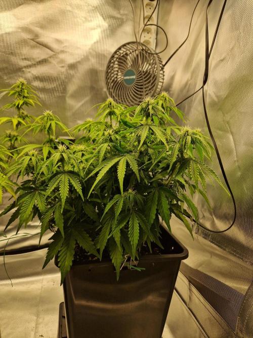 Auto Pineapple Glue. Week 8