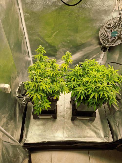 Auto Pineapple Glue. Week 8