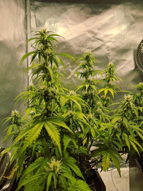 Auto Pineapple Glue. Week 8