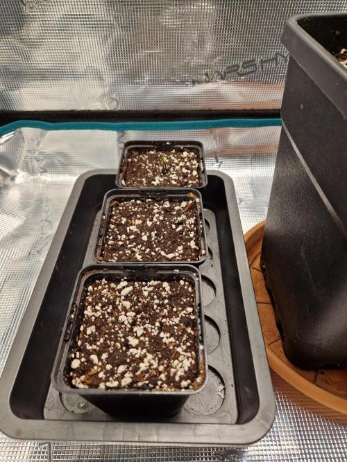 Apples Bananas n Peaches. Week 0