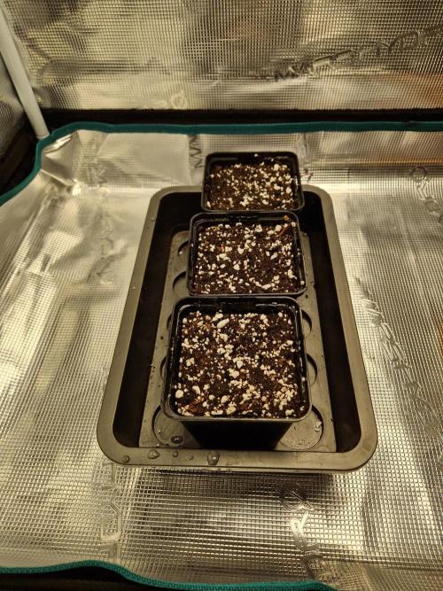 Apples Bananas n Peaches. Week 0