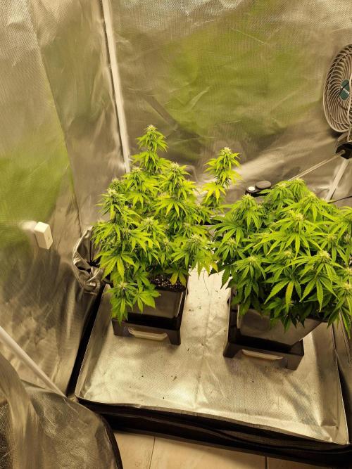 Auto Pineapple Glue. Week 9