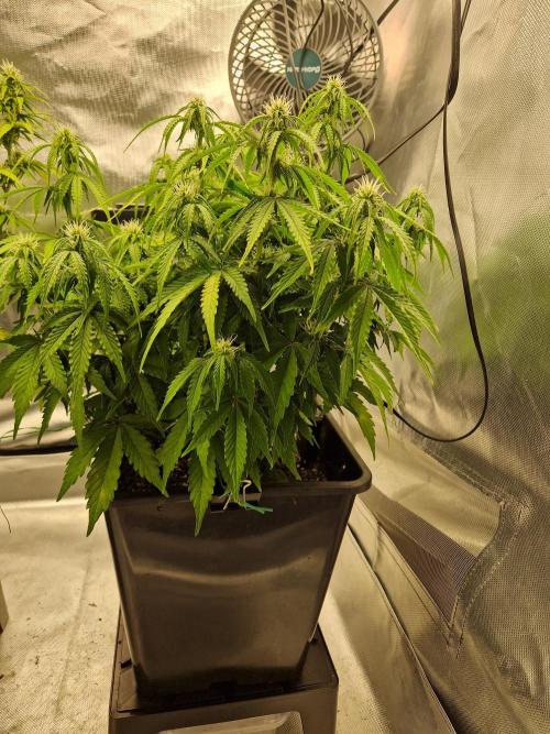 Auto Pineapple Glue. Week 9