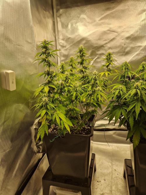 Auto Pineapple Glue. Week 9