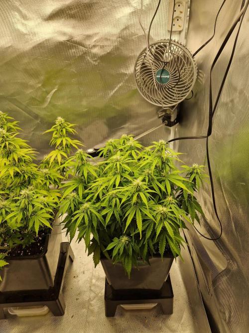 Auto Pineapple Glue. Week 9