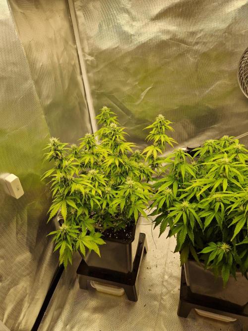 Auto Pineapple Glue. Week 9