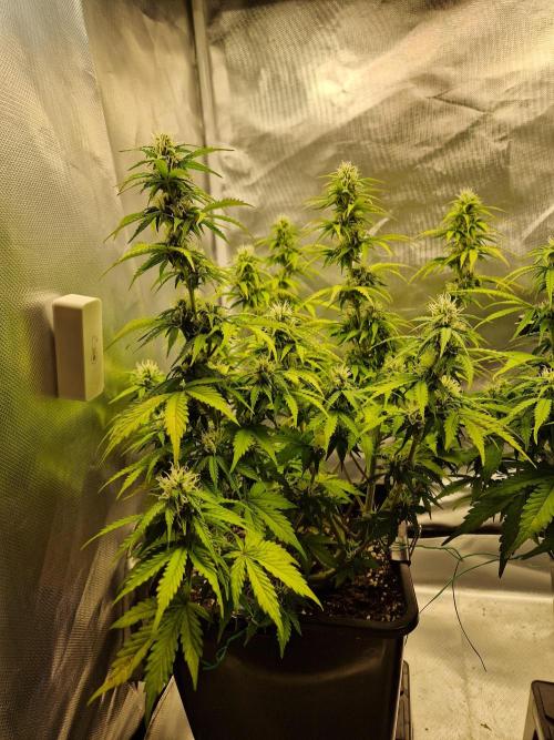 Auto Pineapple Glue. Week 9