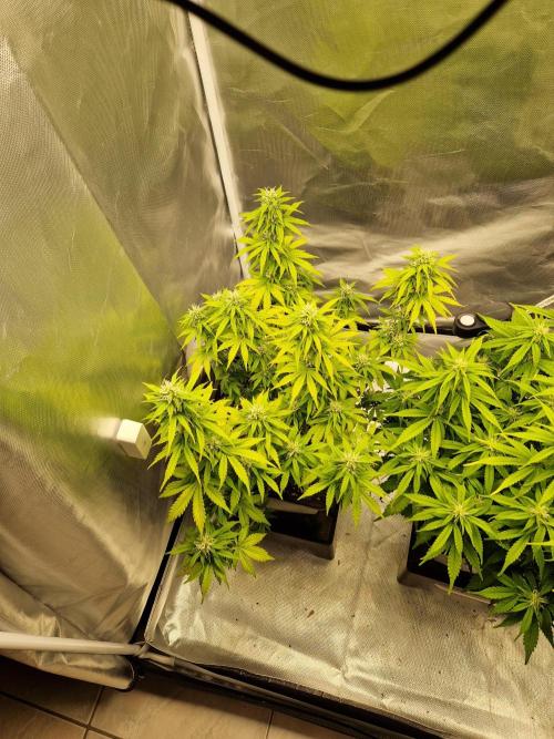 Auto Pineapple Glue. Week 9