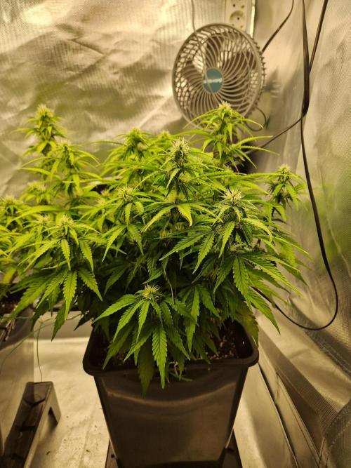 Auto Pineapple Glue. Week 9