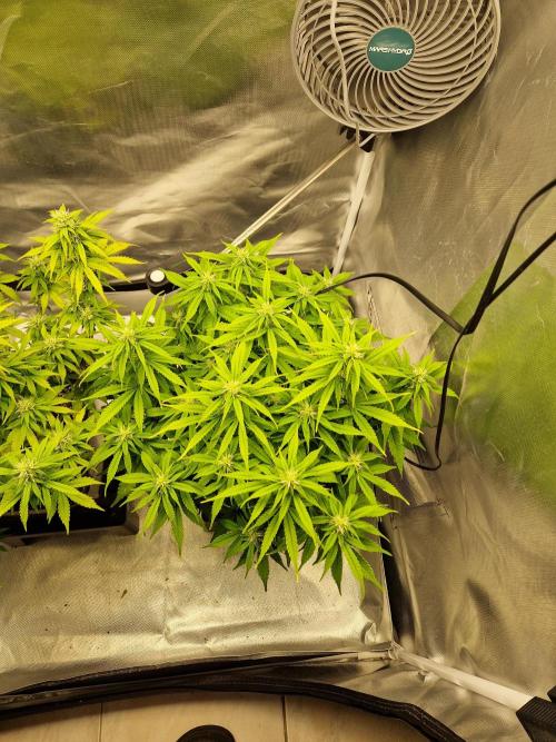 Auto Pineapple Glue. Week 9