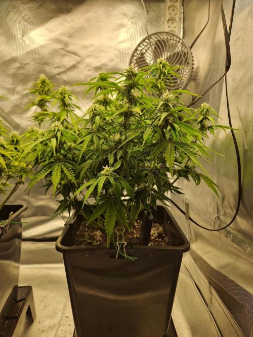 Auto Pineapple Glue. Week 9