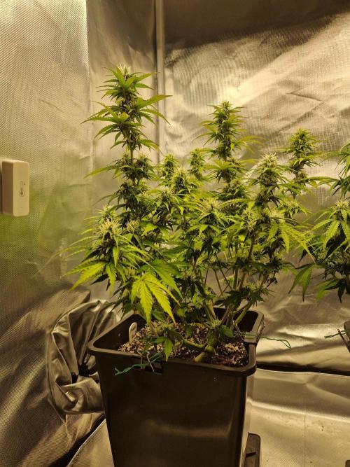 Auto Pineapple Glue. Week 9