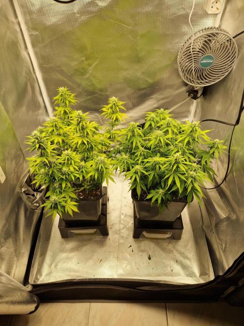 Auto Pineapple Glue. Week 9