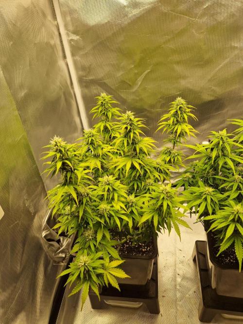 Auto Pineapple Glue. Week 9