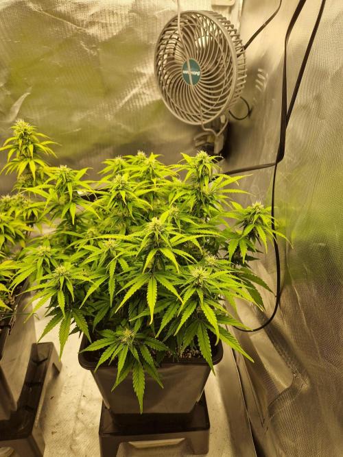 Auto Pineapple Glue. Week 9