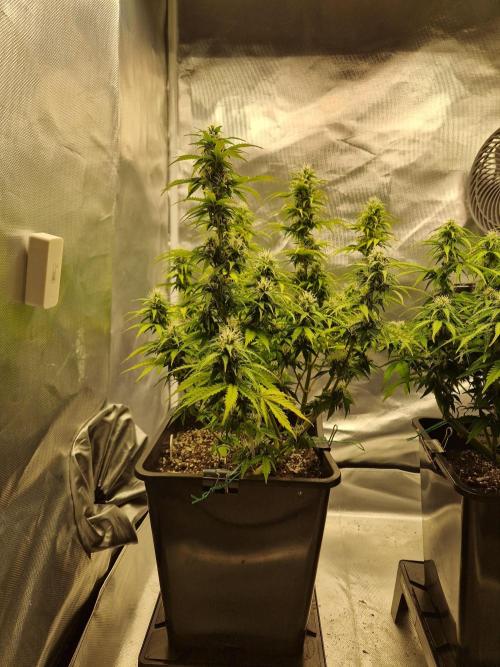 Auto Pineapple Glue. Week 9