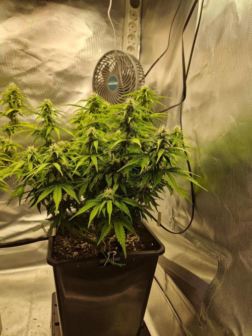 Auto Pineapple Glue. Week 9