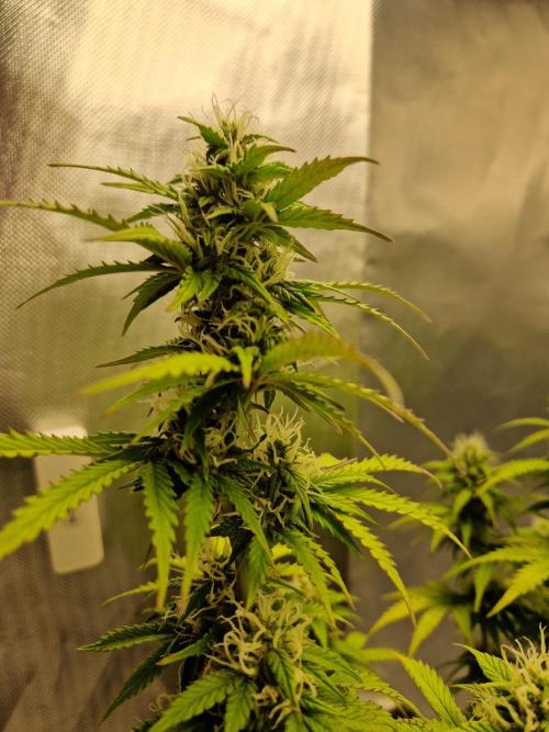 Auto Pineapple Glue. Week 9