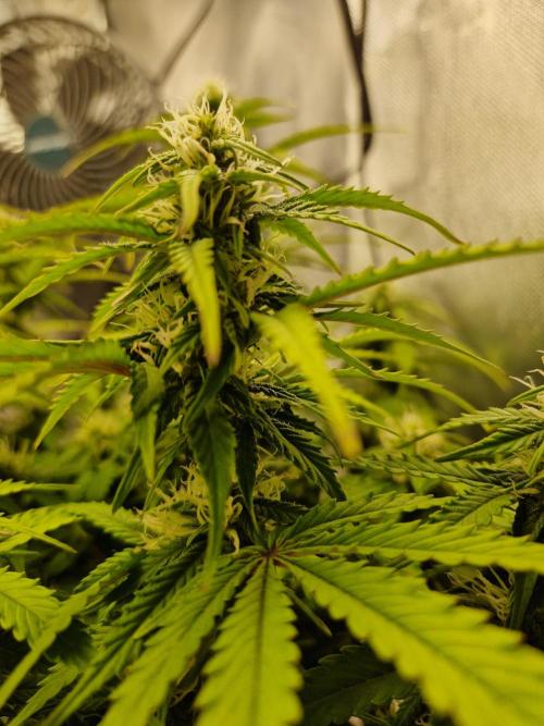 Auto Pineapple Glue. Week 9