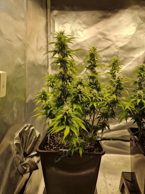 Auto Pineapple Glue. Week 9