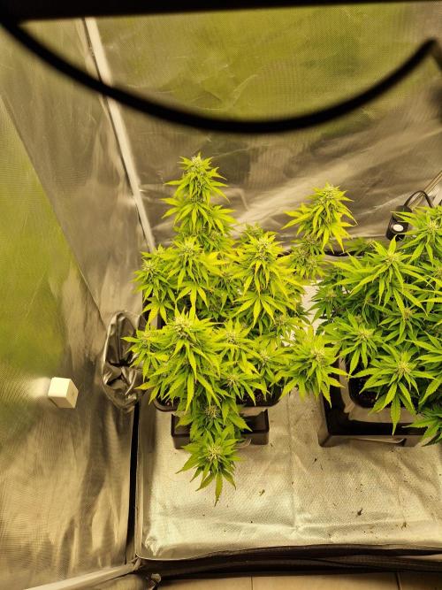 Auto Pineapple Glue. Week 9