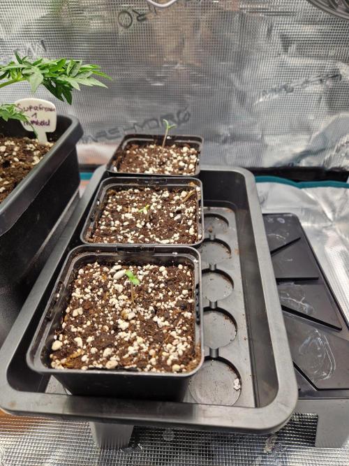 Apples Bananas n Peaches. Week 1