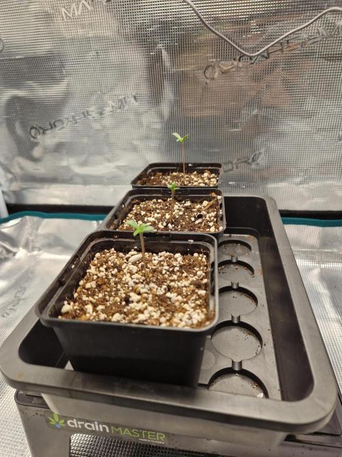 Apples Bananas n Peaches. Week 1