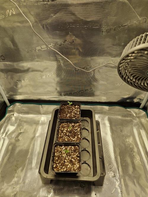 Apples Bananas n Peaches. Week 1