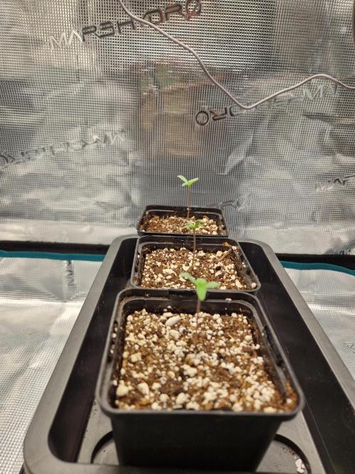 Apples Bananas n Peaches. Week 1