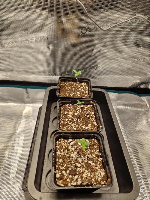 Apples Bananas n Peaches. Week 1