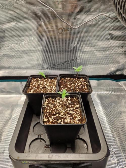 Apples Bananas n Peaches. Week 1