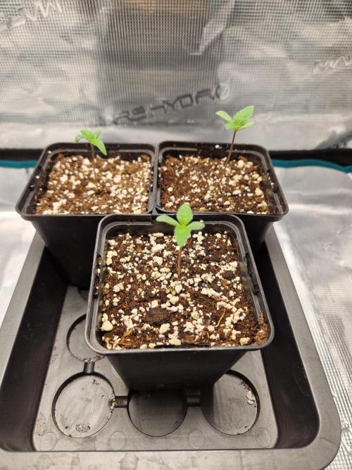 Apples Bananas n Peaches. Week 1