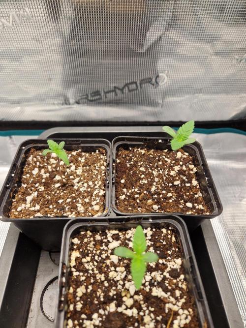 Apples Bananas n Peaches. Week 1