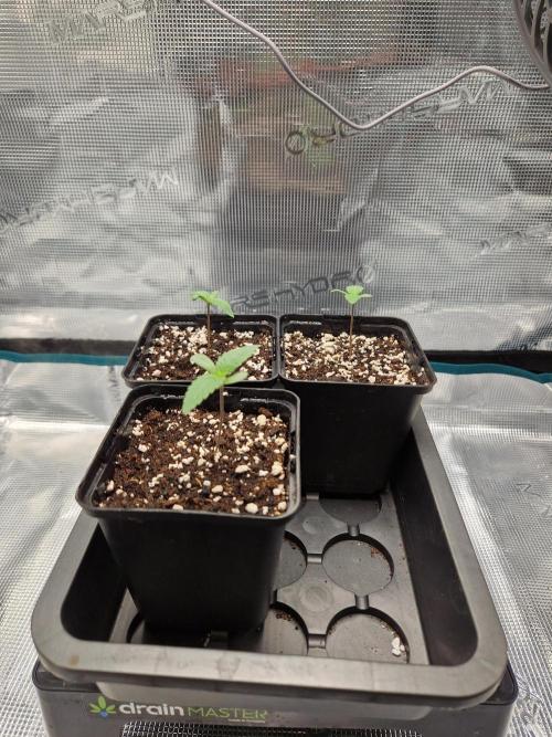 Apples Bananas n Peaches. Week 1