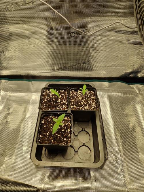 Apples Bananas n Peaches. Week 1