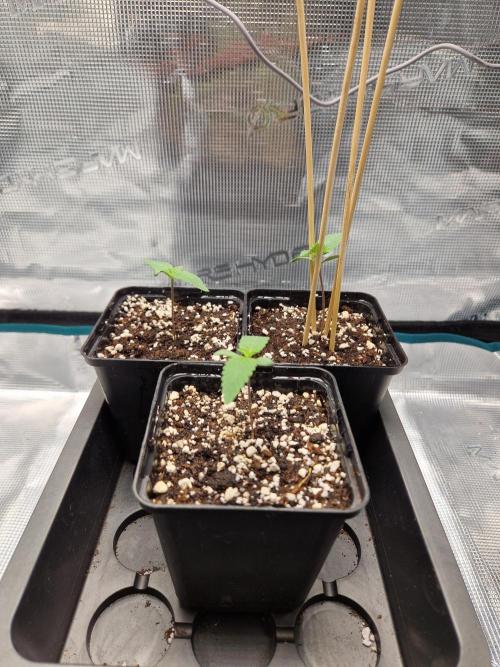 Apples Bananas n Peaches. Week 1