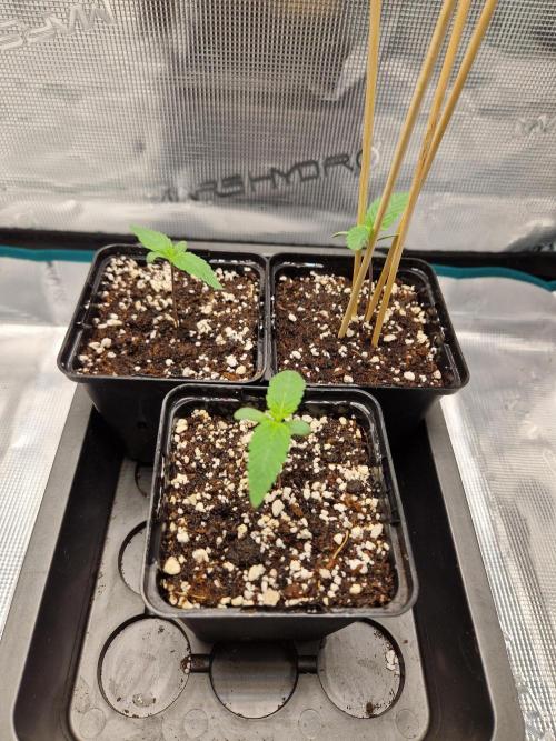 Apples Bananas n Peaches. Week 1